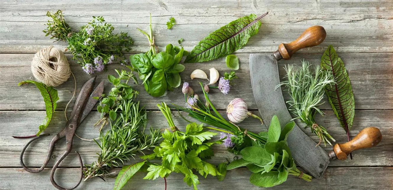 طب وصحة – تعرف على 6 أعشاب تساعدك على التحكم في مستويات الكوليسترول – الأخبار جديدنا – أخبارنا