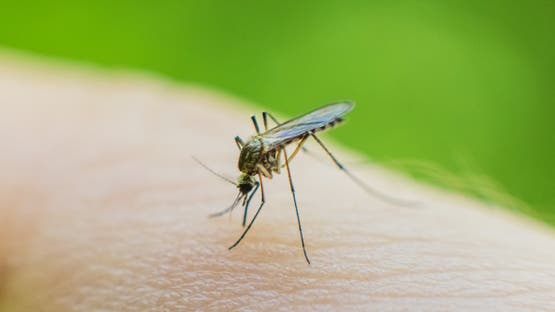 طب وصحة – مركب اصطناعي جديد واعد.. يغير «قواعد الحرب» ضد الملاريا – الأخبار جديدنا – أخبارنا