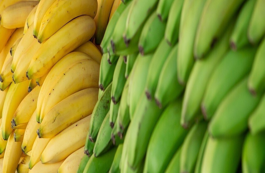 طب وصحة – من يجب عليه تجنب تناول الموز؟ – الأخبار جديدنا – أخبارنا